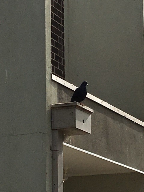 Solar Panel Bird Proofing