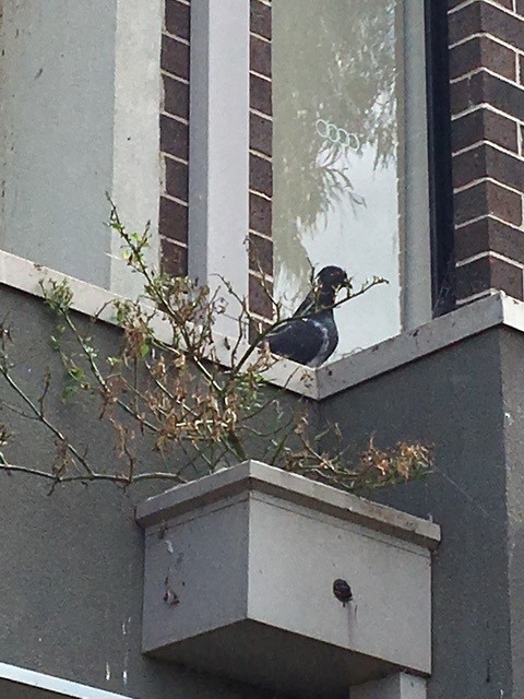 Solar Panel Bird Proofing