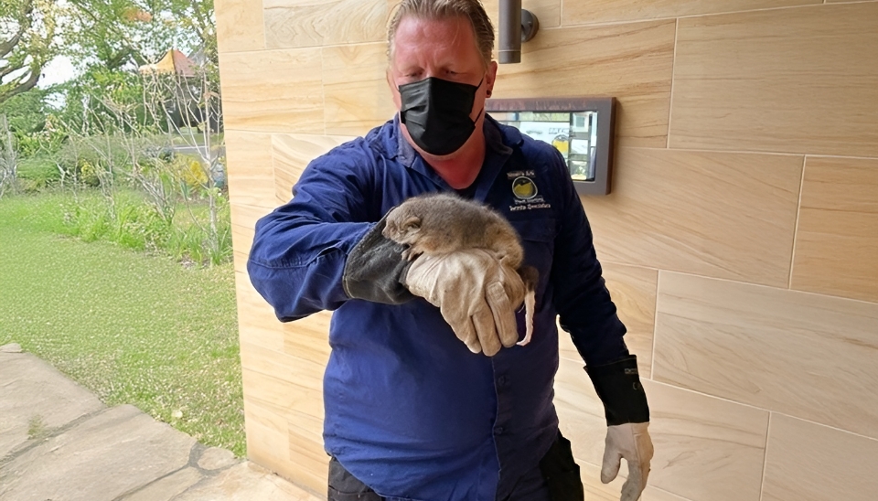 24/7 possum control services