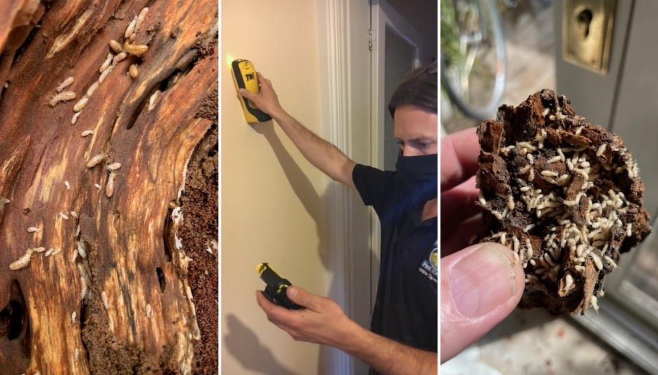 Pest Control Inspection