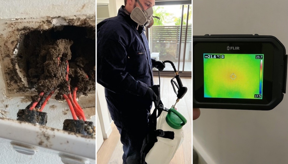 Termites Inspection Melbourne