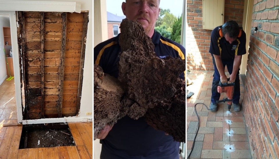 Termite Damage