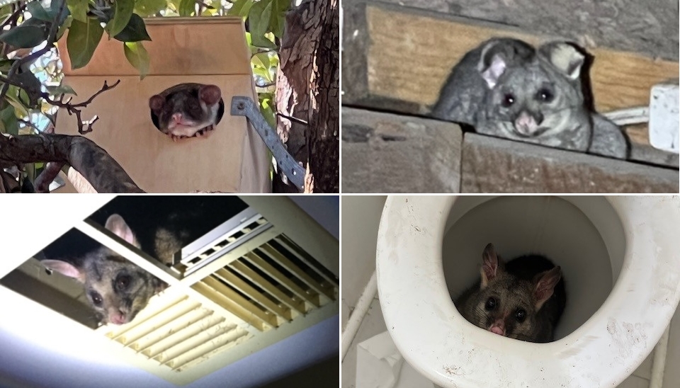 Humane Possum Removal Services