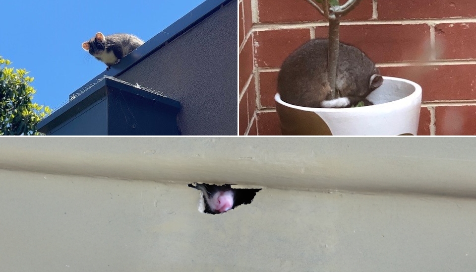 Possum Proofing