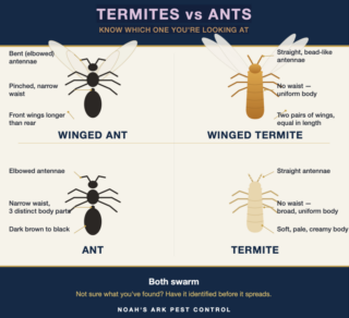 Termite-vs-Ant-blog-320x292