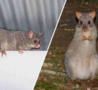 possum-or-rat-in-the-roof-320x292