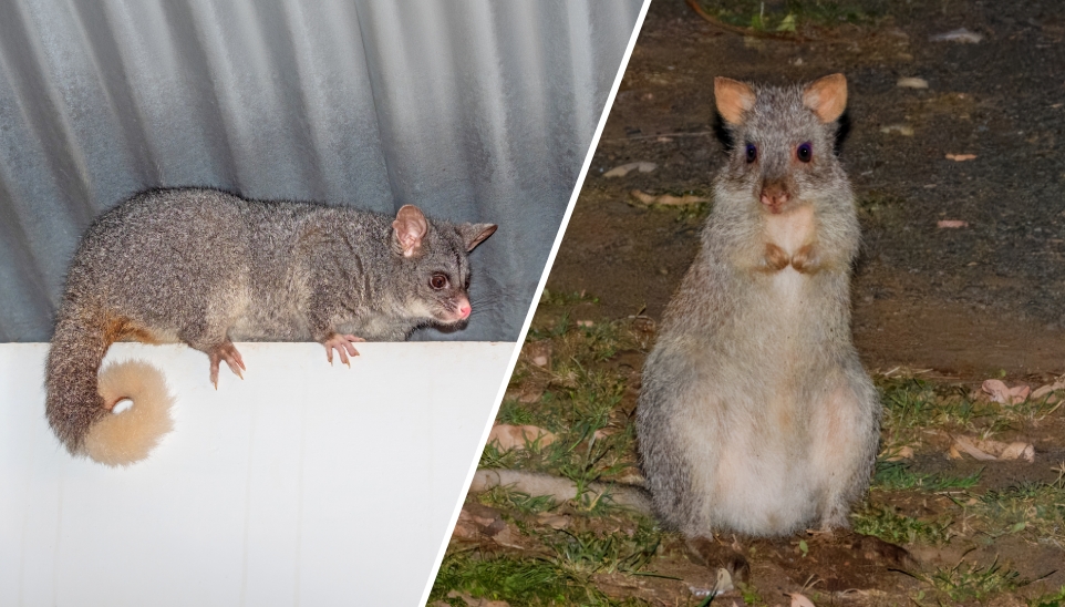 possum-or-rat-in-the-roof