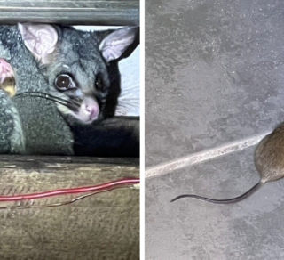 possum-rat-in-the-roof-320x292