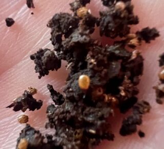 Why-Termites-Lose-Their-Heads-320x292