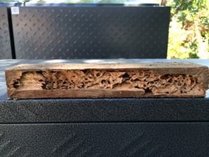 Termite mudding in plaster wall